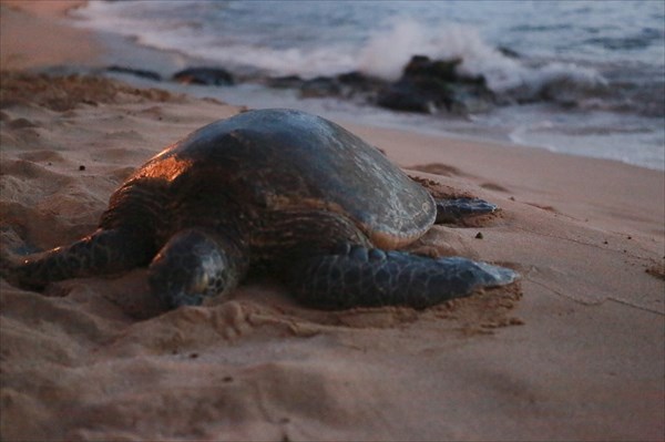 На многих пляжах можно встретить черепах, даже один из заливов н